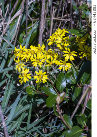 大吳風草 大吳風草 68442882