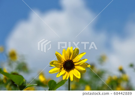 Sun Flower Sun Flower 68442889