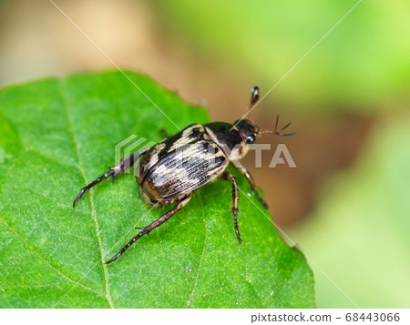 Semarathogene Semarathogene 68443066