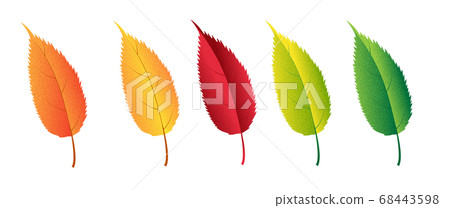 Autumn colorful leaves set, isolated on white background. 68443598