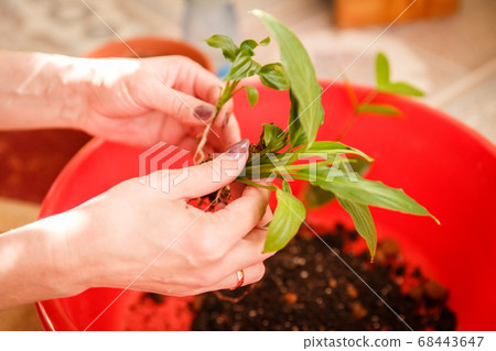 Care of home plants. A woman plants a potted Care of home plants. A woman plants a potted 68443647