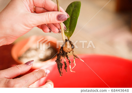 Care of home plants. A woman plants a potted Care of home plants. A woman plants a potted 68443648