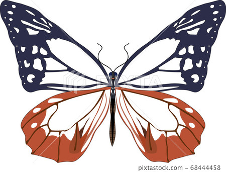 Asagi madara 68444458