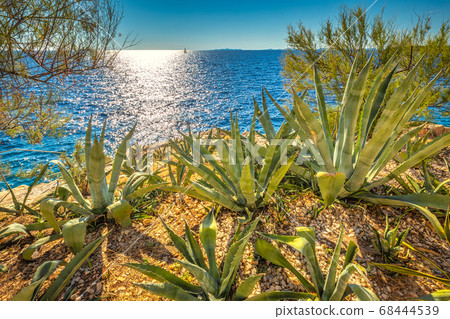 Cactuses on the Adriatic coast in Primosten town. 68444539