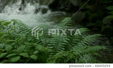 山間溪流景觀與蕨類植物 山間溪流景觀與蕨類植物 68445054