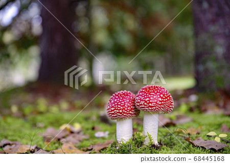 長野縣木曾町凱塔高原的秋木耳 長野縣木曾町凱塔高原的秋木耳 68445168