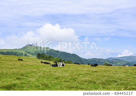 Shinshu cows of the Utsukushigahara Plateau 68445217