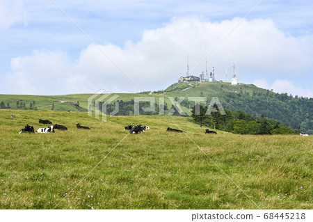 Shinshu cows of the Utsukushigahara Plateau 68445218
