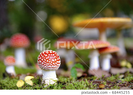 長野縣木曾町凱塔高原的秋木耳 長野縣木曾町凱塔高原的秋木耳 68445255