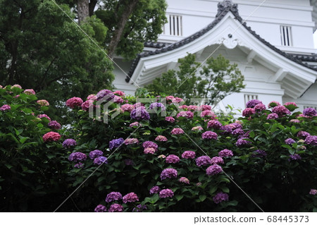 在城堡前盛開的繡球 在城堡前盛開的繡球 68445373