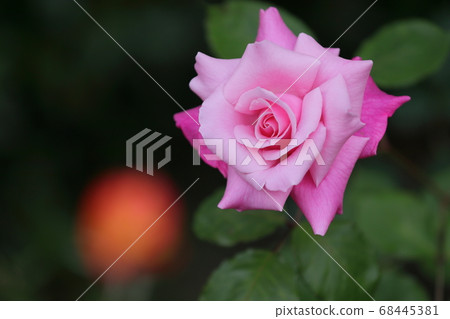 Pink rose eyes Pink rose eyes 68445381