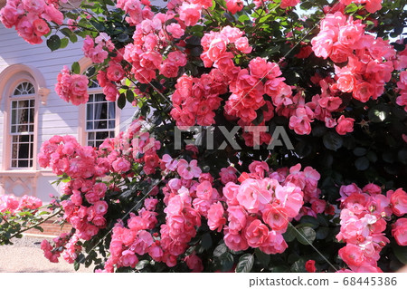 Pink rose blooming in the garden of a Western-style building Pink rose blooming in the garden of a Western-style building 68445386
