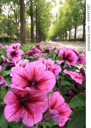 Magenta flowers blooming along a tree-lined path Magenta flowers blooming along a tree-lined path 68445387