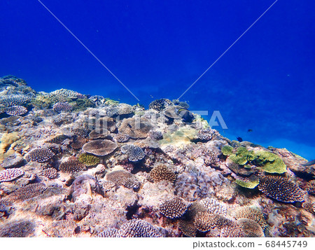 珊瑚天堂 68445749