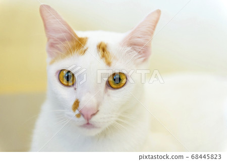 Cute native cat Cute native cat 68445823