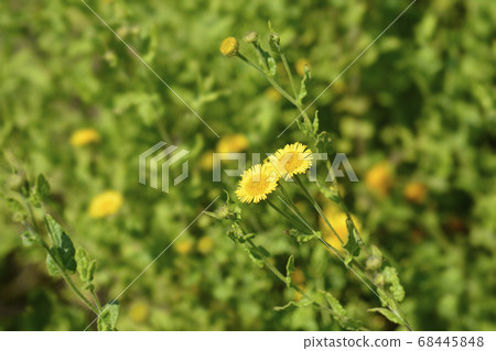 Small fleabane 68445848