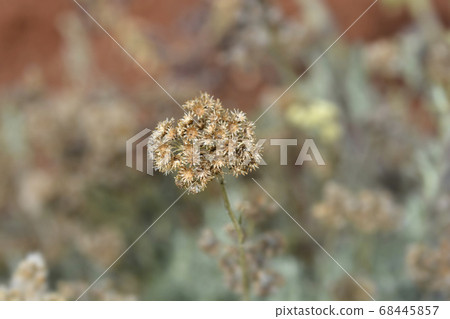 Italian everlasting flowers Italian everlasting flowers 68445857