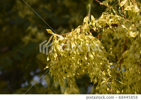 Tree of heaven Tree of heaven 68445858