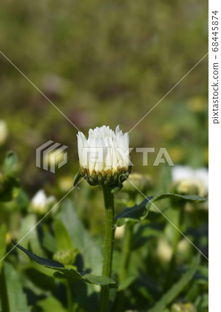 Shasta daisy Snow Lady 68445874