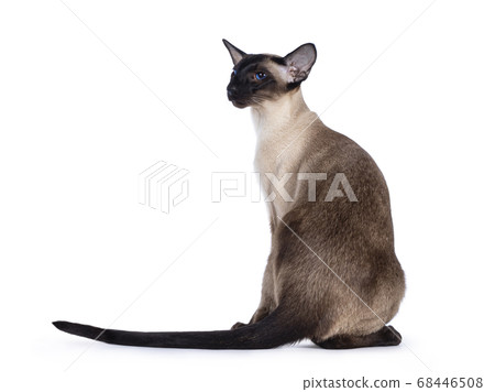 Seal point Siamese cat on white background 68446508