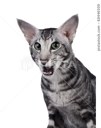 Silver tabby Oriental Shorthair cat on white 68446509