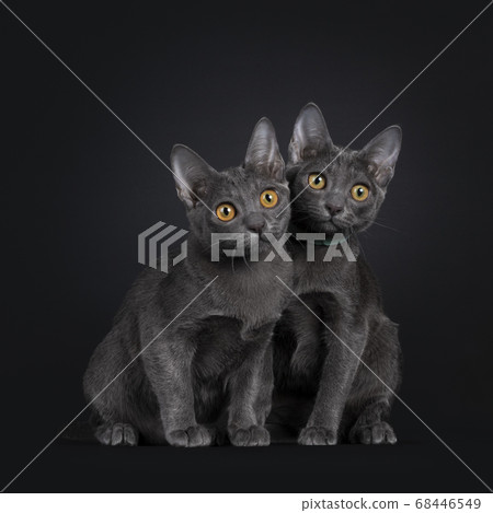 Korat kittens on black background on black Korat kittens on black background on black 68446549