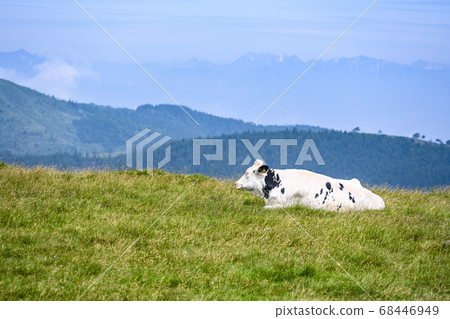 Cow Cow 68446949