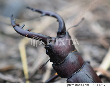 看到牙刷 看到牙刷 68447372