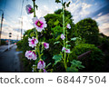 Roadside flower hollyhocks 68447504