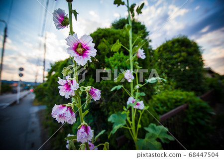 Roadside flower hollyhocks 68447504