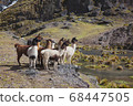 Bolivian llama group 68447505