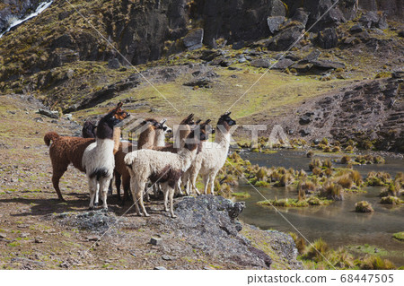 Bolivian llama group 68447505