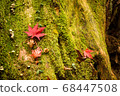 Moss tree and autumn leaves and mushrooms 68447508