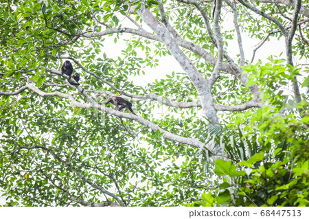 Howler monkey 68447513