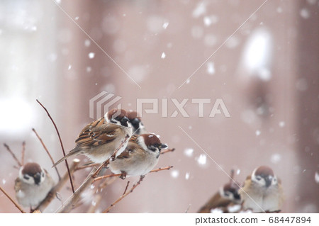 Snow and sparrow 68447894