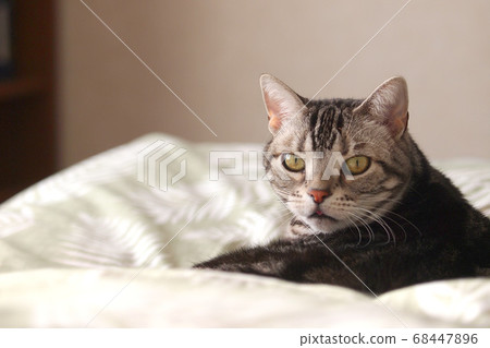 一隻貓在床上轉過身 68447896
