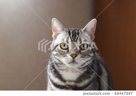 美國秀上半身正面 美國秀上半身正面 68447897