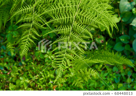 以綠色長滿的蕨植物。 68448013