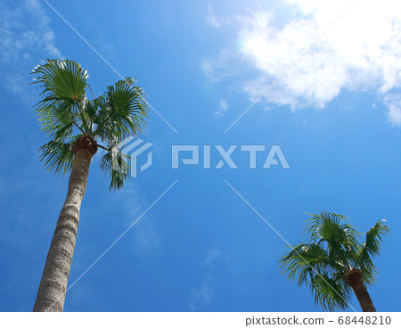 棕櫚樹和天空 棕櫚樹和天空 68448210