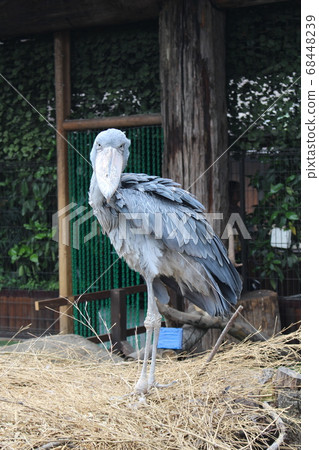 Right in front of a shoebill resting in a nest Right in front of a shoebill resting in a nest 68448239