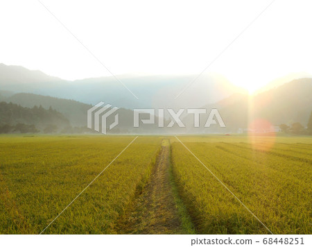 黃昏的薄霧稻田 68448251