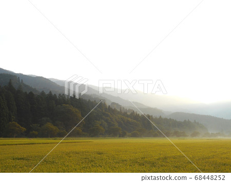 黃昏的薄霧稻田 68448252