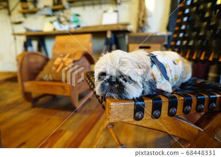 Dog lying on a chair Dog lying on a chair 68448331