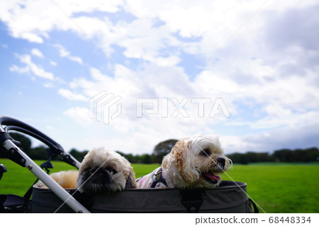 Wide park and dog 68448334