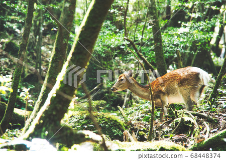Shiratani Unsuikyo Deer Shiratani Unsuikyo Deer 68448374