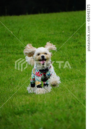 Dog running with his tongue out 68448375