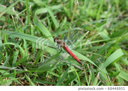 Akiakane Akiakane 68448931