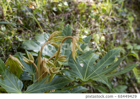 新棕葉 68449429