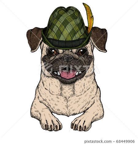 Pug. Cute animal portrait. Austrian bavarian tirol hat. Beer festival. Oktoberfest. Dog head. Pug. Cute animal portrait. Austrian bavarian tirol hat. Beer festival. Oktoberfest. Dog head. 68449906