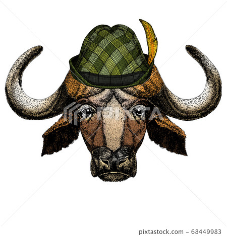 Portrait of buffalo, bison, bull, cow. Austrian bavarian tirol hat. Beer festival. Oktoberfest. Portrait of buffalo, bison, bull, cow. Austrian bavarian tirol hat. Beer festival. Oktoberfest. 68449983